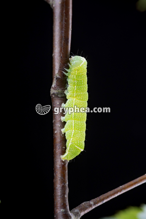 Papillon - Chenille (larve du Papillon) avec pattes et pseudopodes - gryphea.org